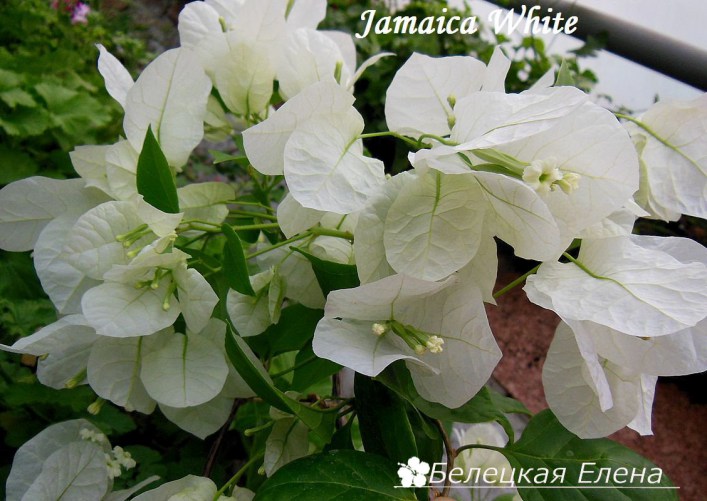 Jamaica White1
